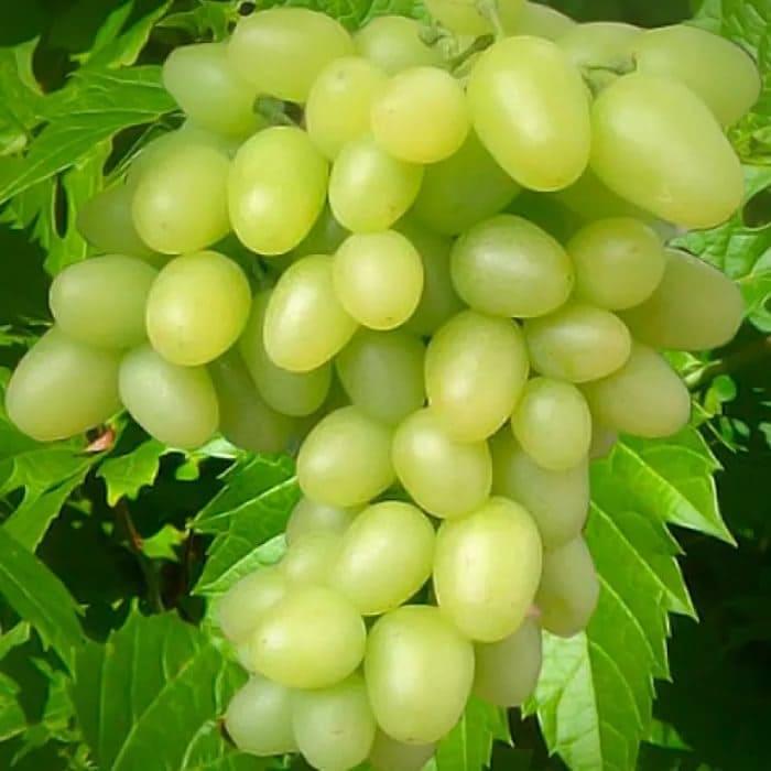 grapes